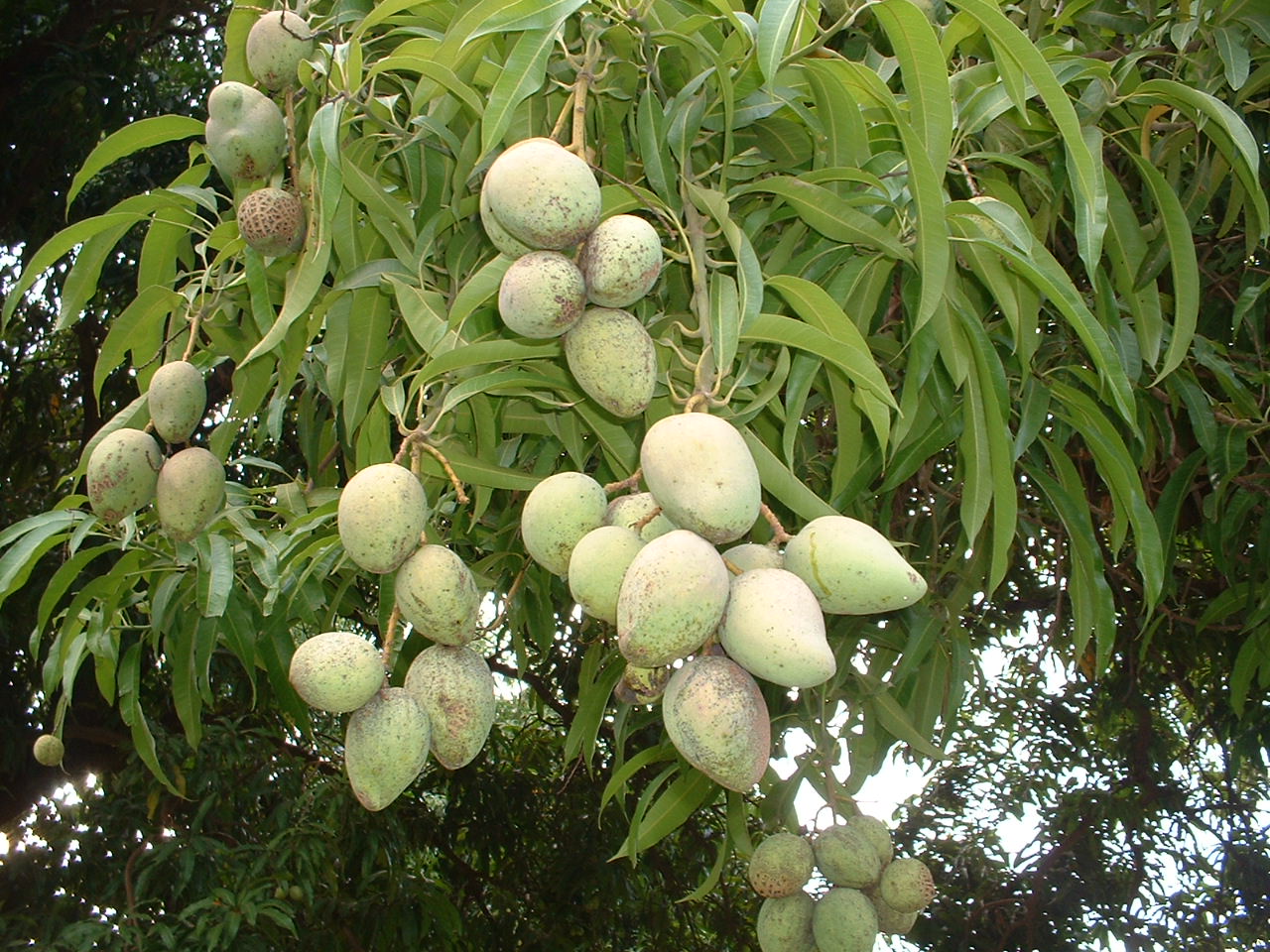 Philippine Mango Tree